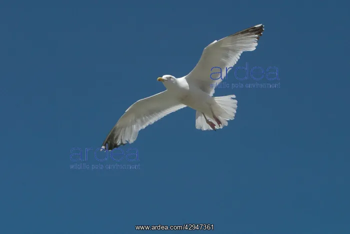 : Herring Gull - in flight. Soaring above Brighton Beach : Herring Gull - in flight. Soaring above Brighton Beach