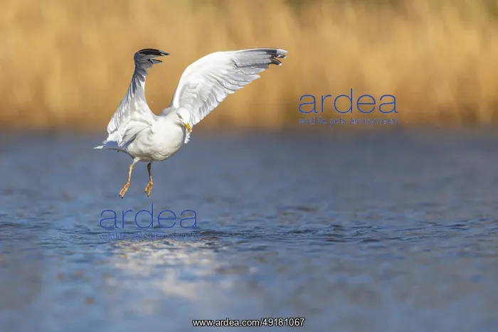  : Herring Gull - Flight - UK