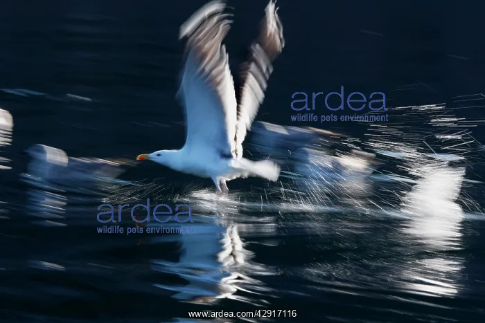 : Herring Gull - in flight above water : Herring Gull - in flight above water