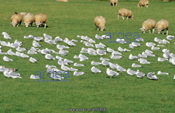 : Herring GULL - Flock, adults resting : Herring GULL - Flock, adults resting
