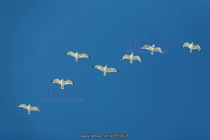 : Herring Gull - flock in flight : Herring Gull - flock in flight