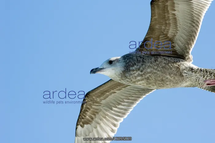  : Herring Gull, Immature