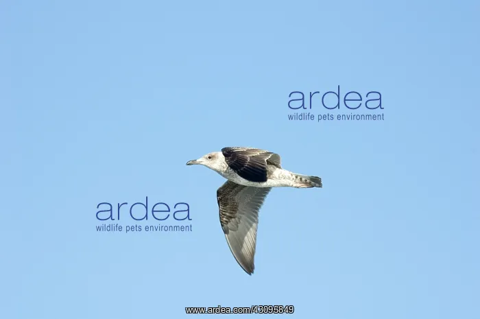 : Herring Gull, Immature : Herring Gull, Immature