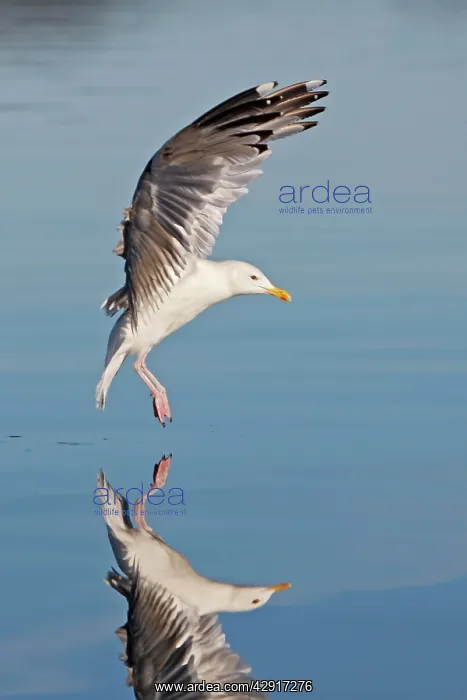 : Herring Gull - landing on water - with reflection : Herring Gull - landing on water - with reflection