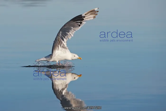 : Herring Gull - landing on water - with reflection : Herring Gull - landing on water - with reflection