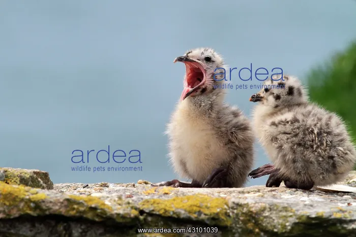 : Herring Gull (Larus argentatus), chicks, @ le d'Yeu : Herring Gull (Larus argentatus), chicks, @ le d'Yeu