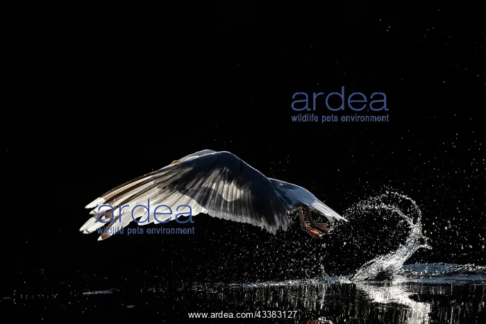 : Herring gull (Larus argentatus) backlit as it takes off from : Herring gull (Larus argentatus) backlit as it takes off from