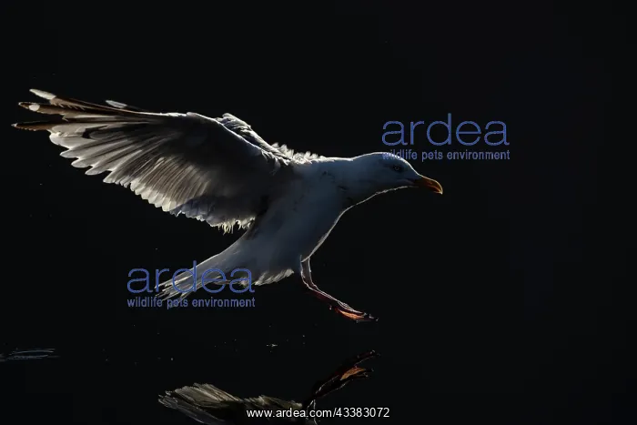 : Herring gull (Larus argentatus) backlit as it touches down o : Herring gull (Larus argentatus) backlit as it touches down o