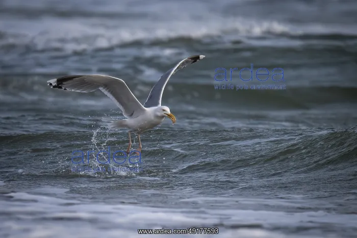  : Herring Gull (Larus argentatus) with captured starfish in its beak