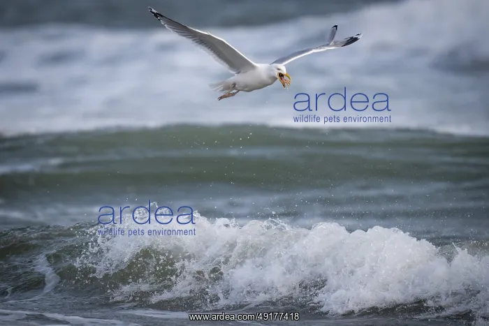 : Herring gull (Larus argentatus) in flight over the surf : Herring gull (Larus argentatus) in flight over the surf