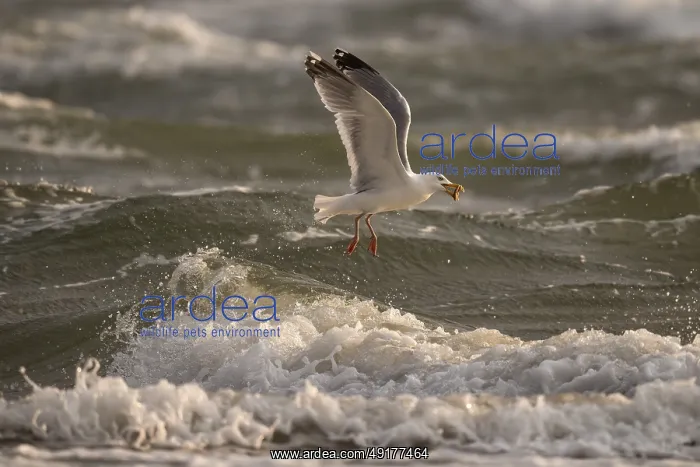: Herring gull (Larus argentatus) in flight over the surf with a starfish in its beak : Herring gull (Larus argentatus) in flight over the surf with a starfish in its beak