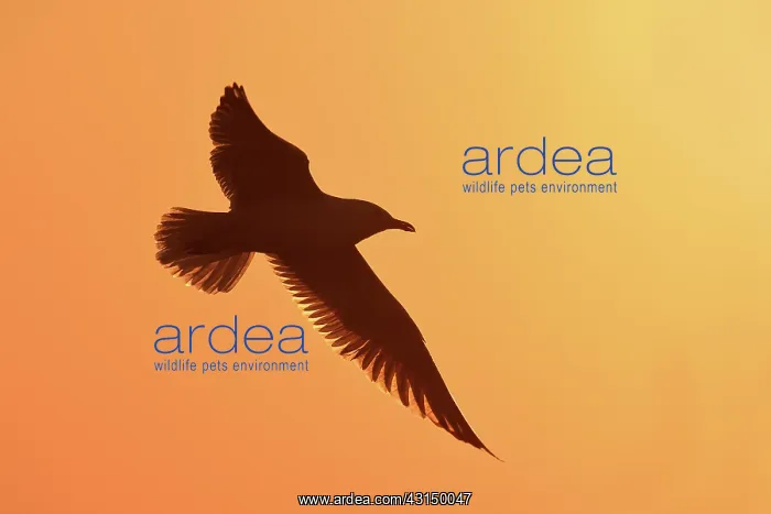 : Herring Gull (Larus argentatus) flying at sunset : Herring Gull (Larus argentatus) flying at sunset