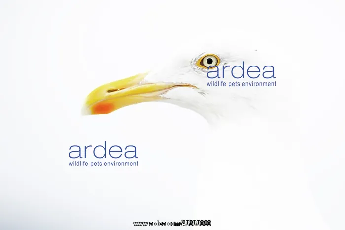 : Herring gull (Larus argentatus) high key portrait : Herring gull (Larus argentatus) high key portrait