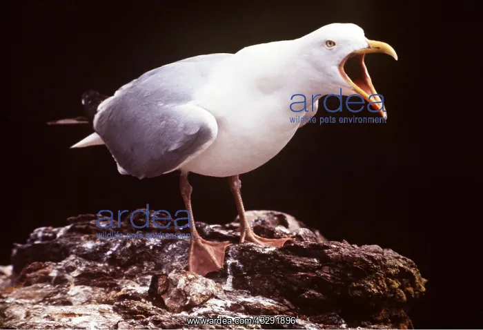 : HERRING GULL - Long Call : HERRING GULL - Long Call