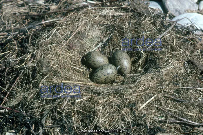 : Herring Gull Nest and Eggs : Herring Gull Nest and Eggs