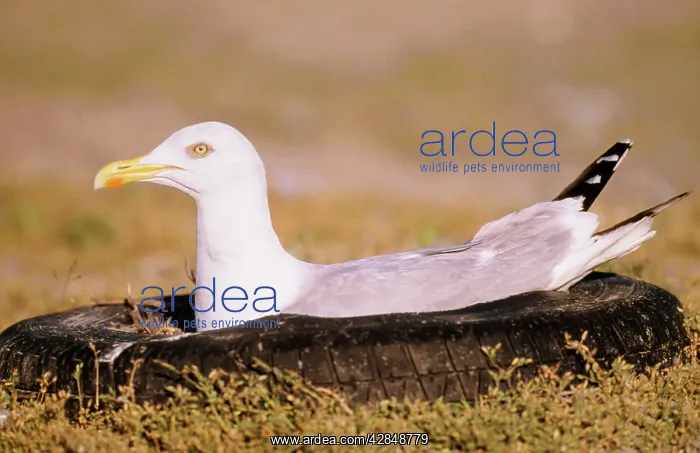 : Herring GULL - nesting in motor tyre : Herring GULL - nesting in motor tyre