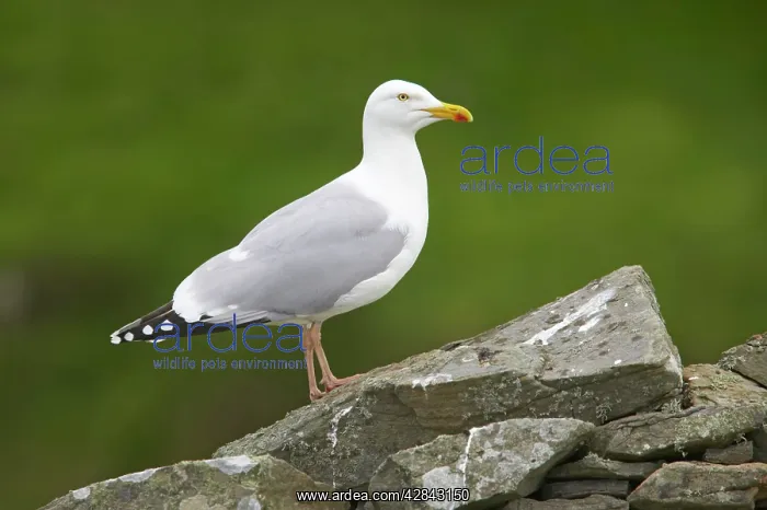 : Herring Gull - on old drystone wall : Herring Gull - on old drystone wall