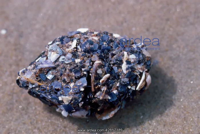  : HERRING GULL - PELLET