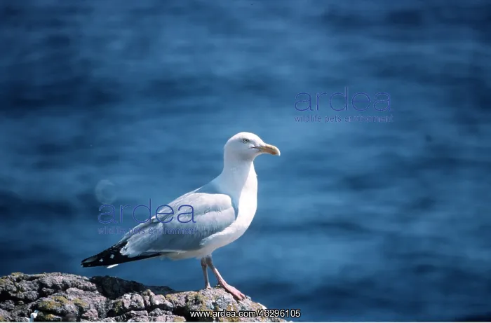 : Herring Gull - on rock : Herring Gull - on rock