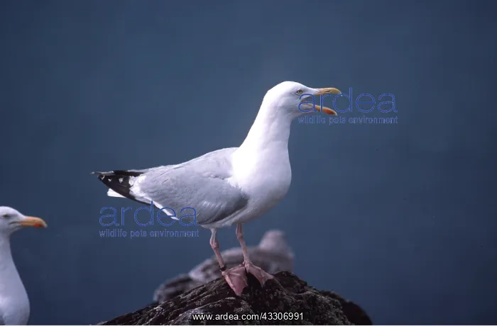  : HERRING GULL - on rock
