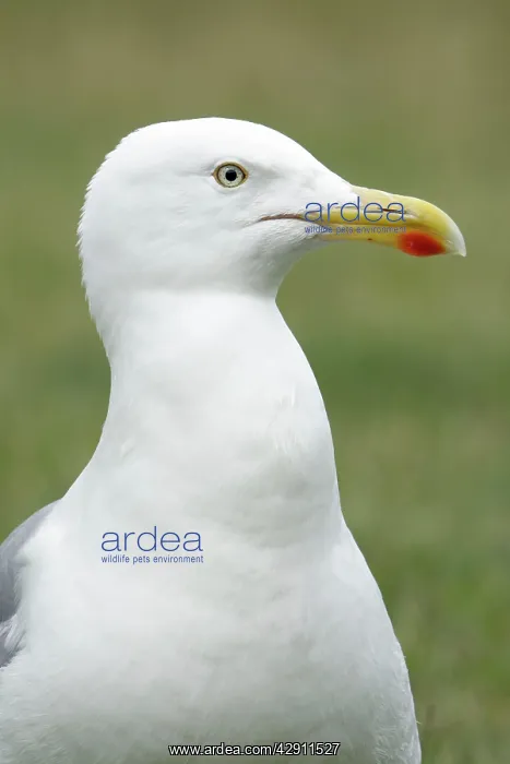: Herring Gull - showing red spot on bill : Herring Gull - showing red spot on bill