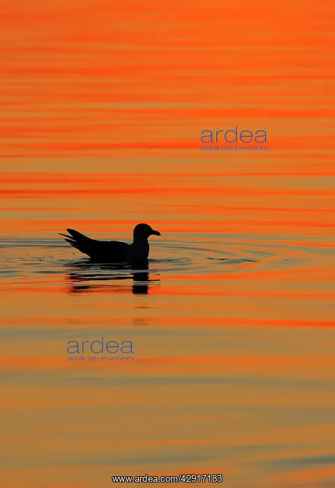  : Herring Gull - sitting on water