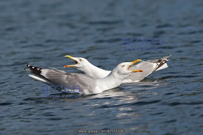 : Herring Gull - sitting on water calling : Herring Gull - sitting on water calling