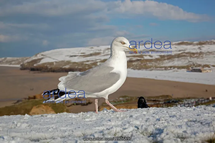 : Herring Gull - snow : Herring Gull - snow