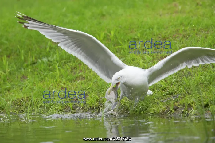  : Herring Gull - With Trout Stolen from Fish Farm Pool