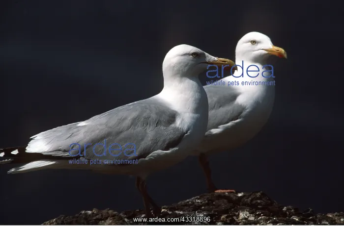 : HERRING GULL - two, on rock : HERRING GULL - two, on rock