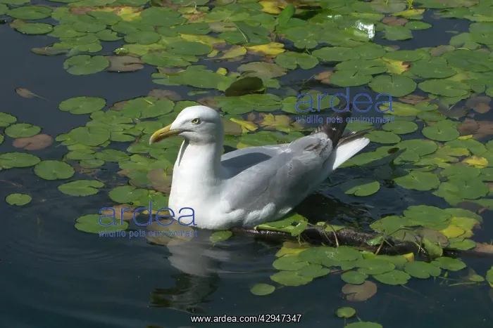 : Herring Gull - among waterlilies in Edinburgh Botanic : Herring Gull - among waterlilies in Edinburgh Botanic