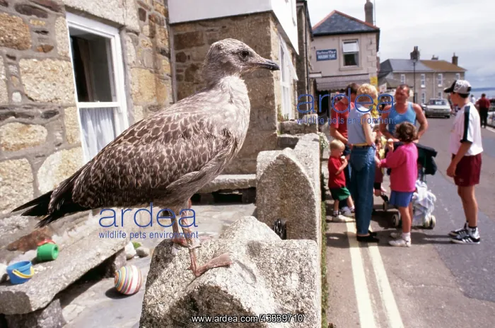 : Herring GULL - young, on wall in village : Herring GULL - young, on wall in village