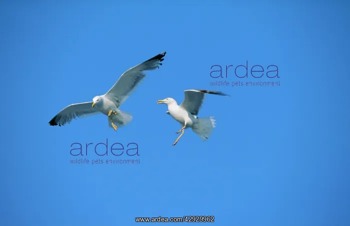: Herring GULLS - in aerial combat : Herring GULLS - in aerial combat