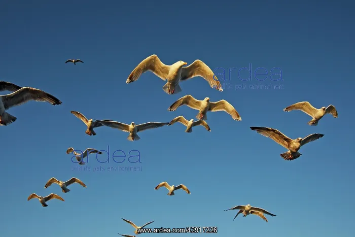 : Herring Gulls - in flight : Herring Gulls - in flight