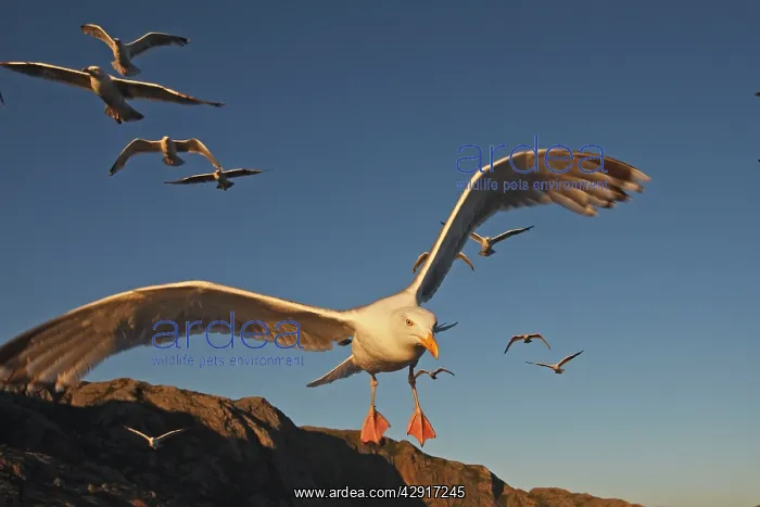 : Herring Gulls - in flight : Herring Gulls - in flight
