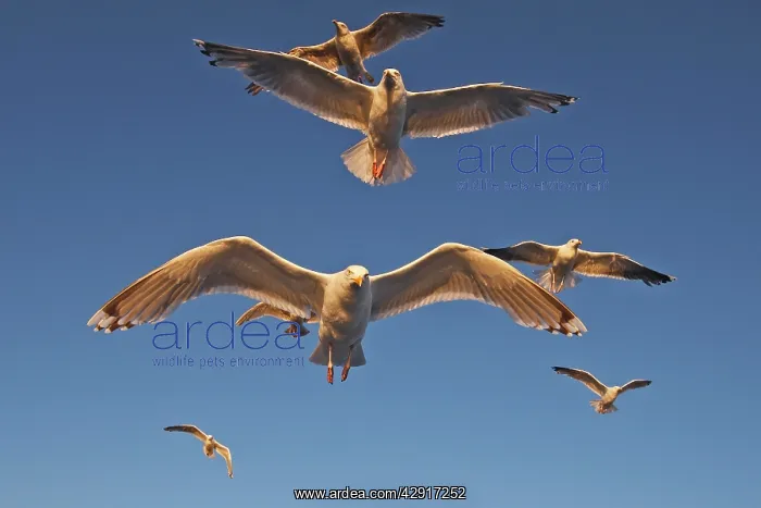 : Herring Gulls - in flight : Herring Gulls - in flight