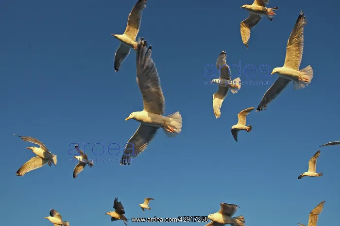 : Herring Gulls - in flight : Herring Gulls - in flight