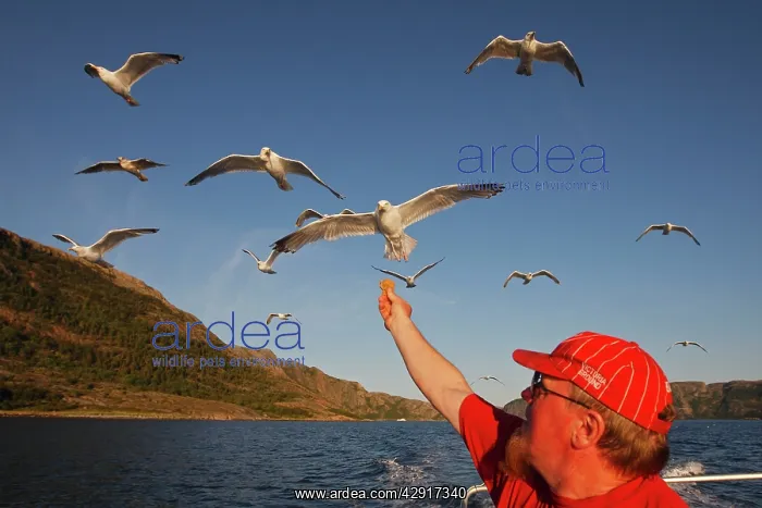 : Herring Gulls - in flight above water - being fed bread : Herring Gulls - in flight above water - being fed bread