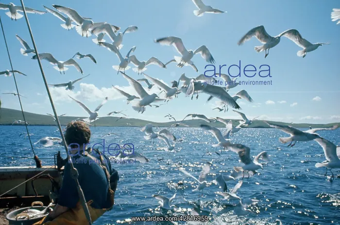 : Herring Gulls - following trawler : Herring Gulls - following trawler