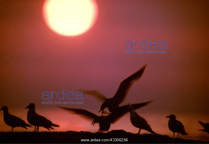 : HERRING GULLS - group, at sunset : HERRING GULLS - group, at sunset