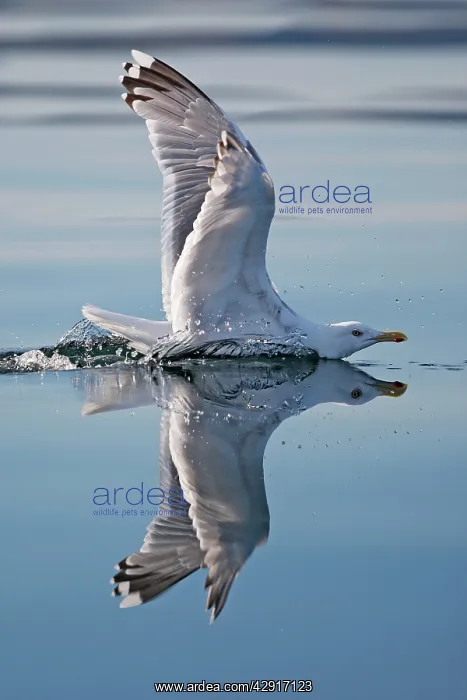 : Herring Gulls - immature landing on water with reflection : Herring Gulls - immature landing on water with reflection
