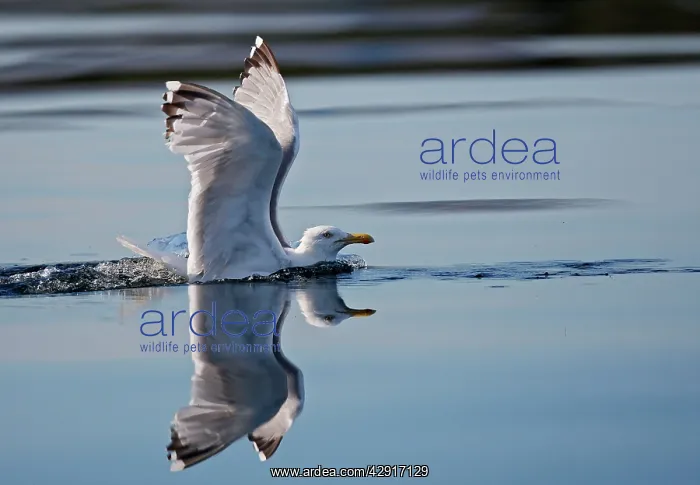 : Herring Gulls - landing on water : Herring Gulls - landing on water