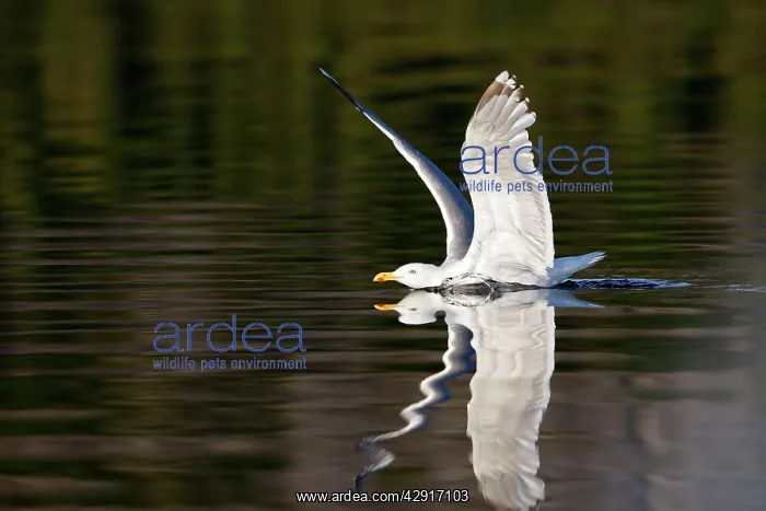 : Herring Gulls - landing on water with reflection : Herring Gulls - landing on water with reflection