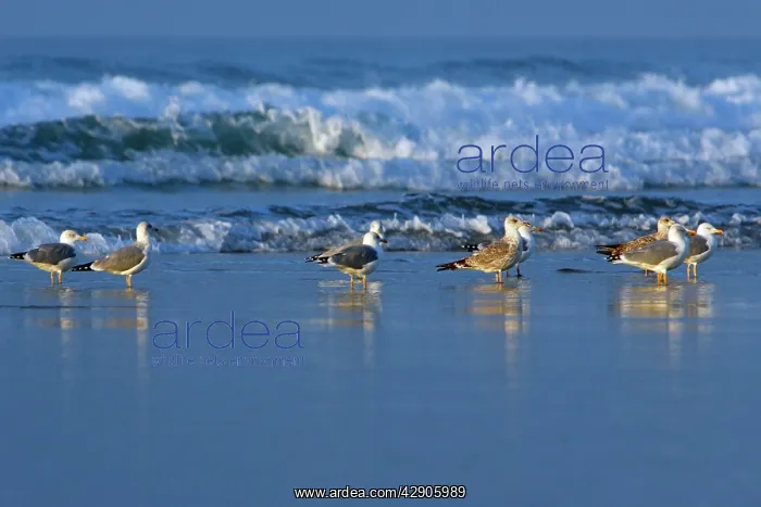 : Herring Gulls - Resting on beach : Herring Gulls - Resting on beach