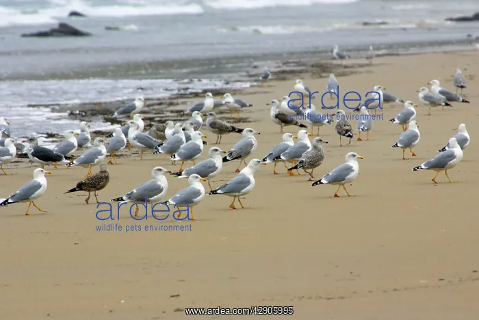 : Herring Gulls - Resting on beach : Herring Gulls - Resting on beach