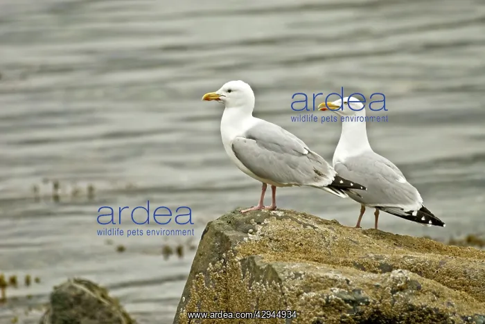  : Herring Gulls - On rock