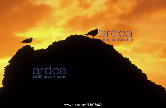 : Herring Gulls on a rock at sunset : Herring Gulls on a rock at sunset