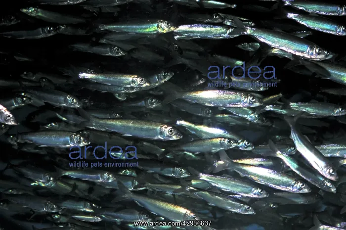 : Herring, historically important shoaling fish : Herring, historically important shoaling fish