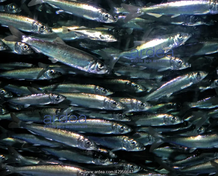 : Herring, historically important shoaling fish : Herring, historically important shoaling fish