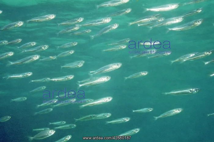 : HERRING - Shoal : HERRING - Shoal